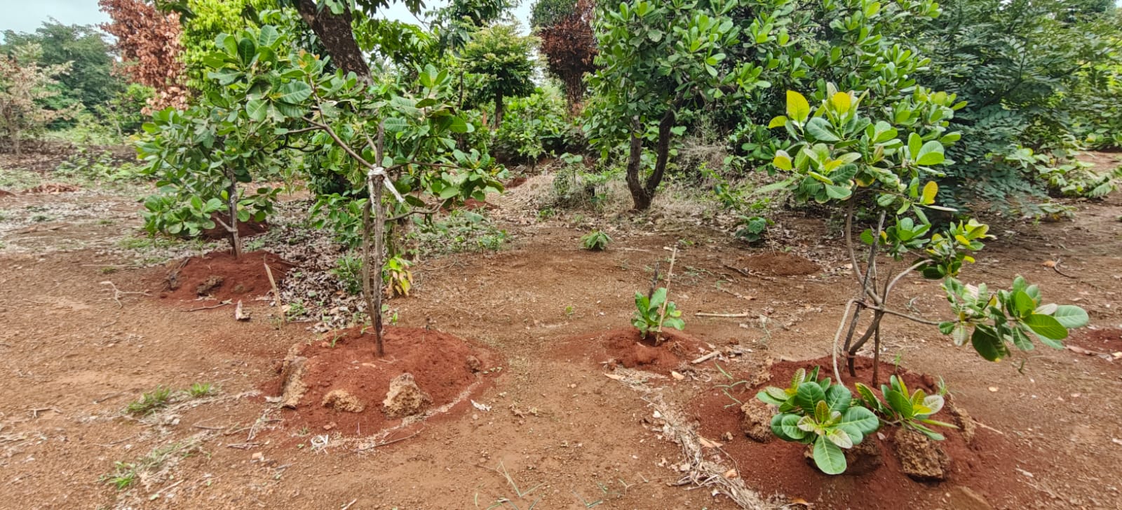 Farm plant: WhatsApp Image 2026-07-27 at 12.25.15 (1).jpeg